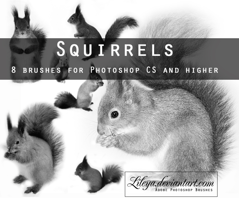 Squirrels Brushes Photoshop brush