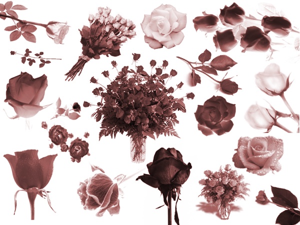 Bed of Roses Photoshop brush