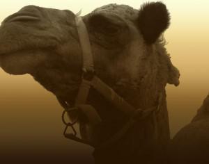 Llama Photoshop brush