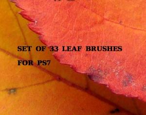 Leaf Brushes Photoshop brush