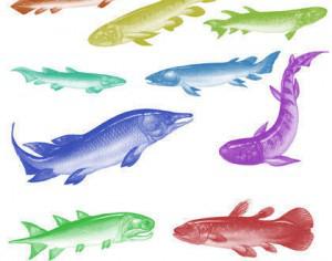 Fleshy Lobed Fish Brushes Photoshop brush
