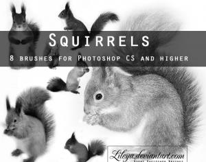 Squirrels Brushes Photoshop brush