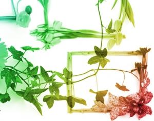 Flower Frames Photoshop brush