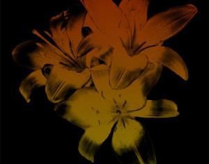 Lily Group Stylized Photoshop brush