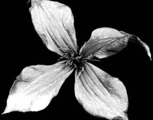 Large Flower Brush 1 Photoshop brush