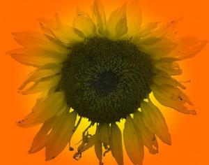 Large SunFlower Brush Photoshop brush