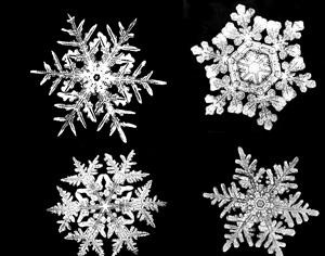 Snowflake Photoshop Brushes Photoshop brush