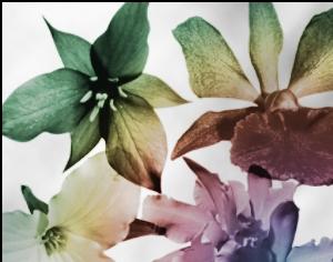 Lily Brushes Photoshop brush