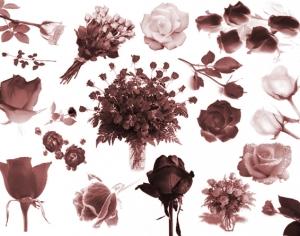 Bed of Roses Photoshop brush