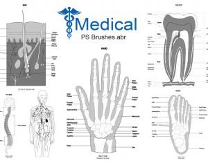 20 Medical PS Brushes.abr  Photoshop brush