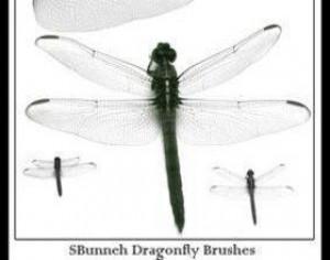 Dragonfly Brush Photoshop brush