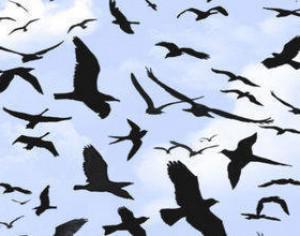 Bird Photoshop Brushes Photoshop brush