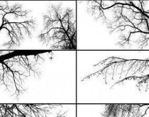Tree Borders Photoshop brush