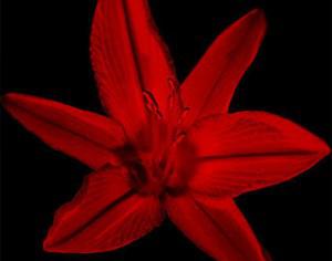 Large Lily Brush Two Photoshop brush