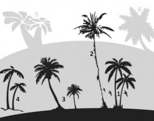 Palm Tree Brushes Photoshop brush