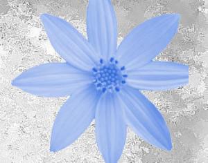 Flower Petals Photoshop brush