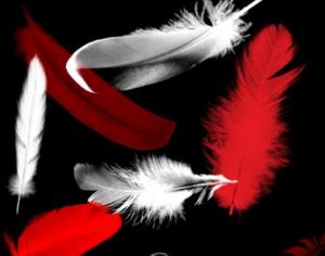 Feather brushes Photoshop brush