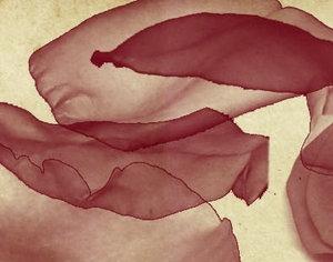 Rose petals brush Photoshop brush
