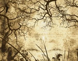 Branches and Foliage Brushes Photoshop brush