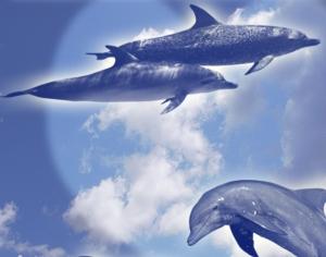 Dolphins Photoshop brush