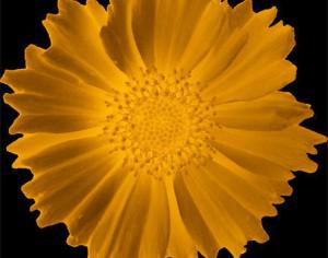 Small Glowing Sunflower Brush Photoshop brush