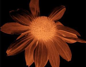 Large Corn Flower Brush Photoshop brush